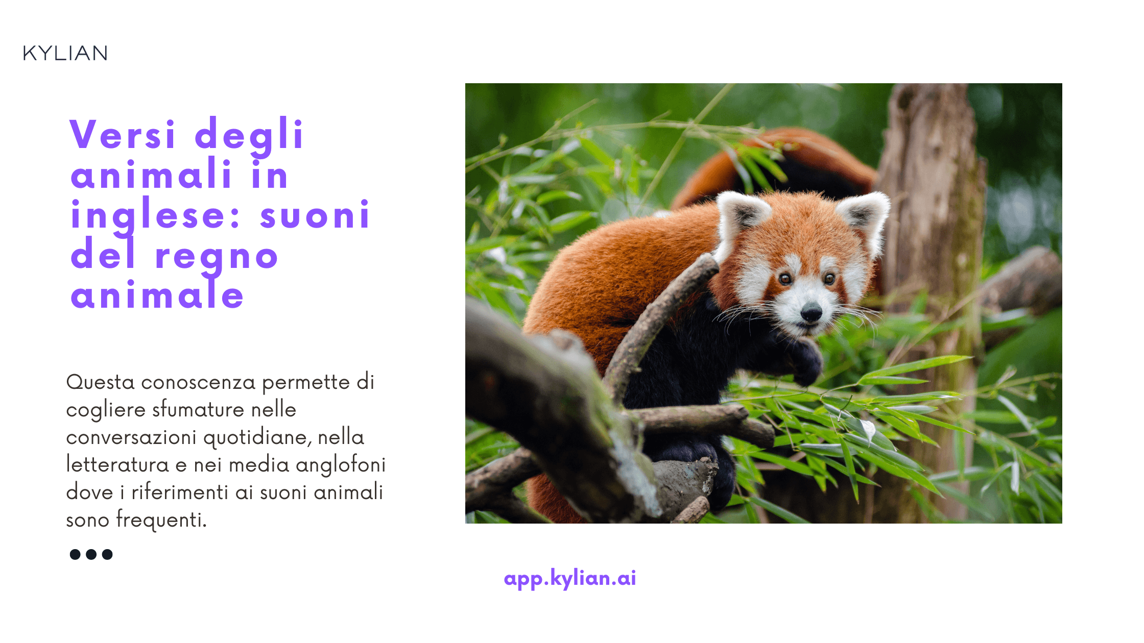 Versi degli animali in inglese: suoni del regno animale