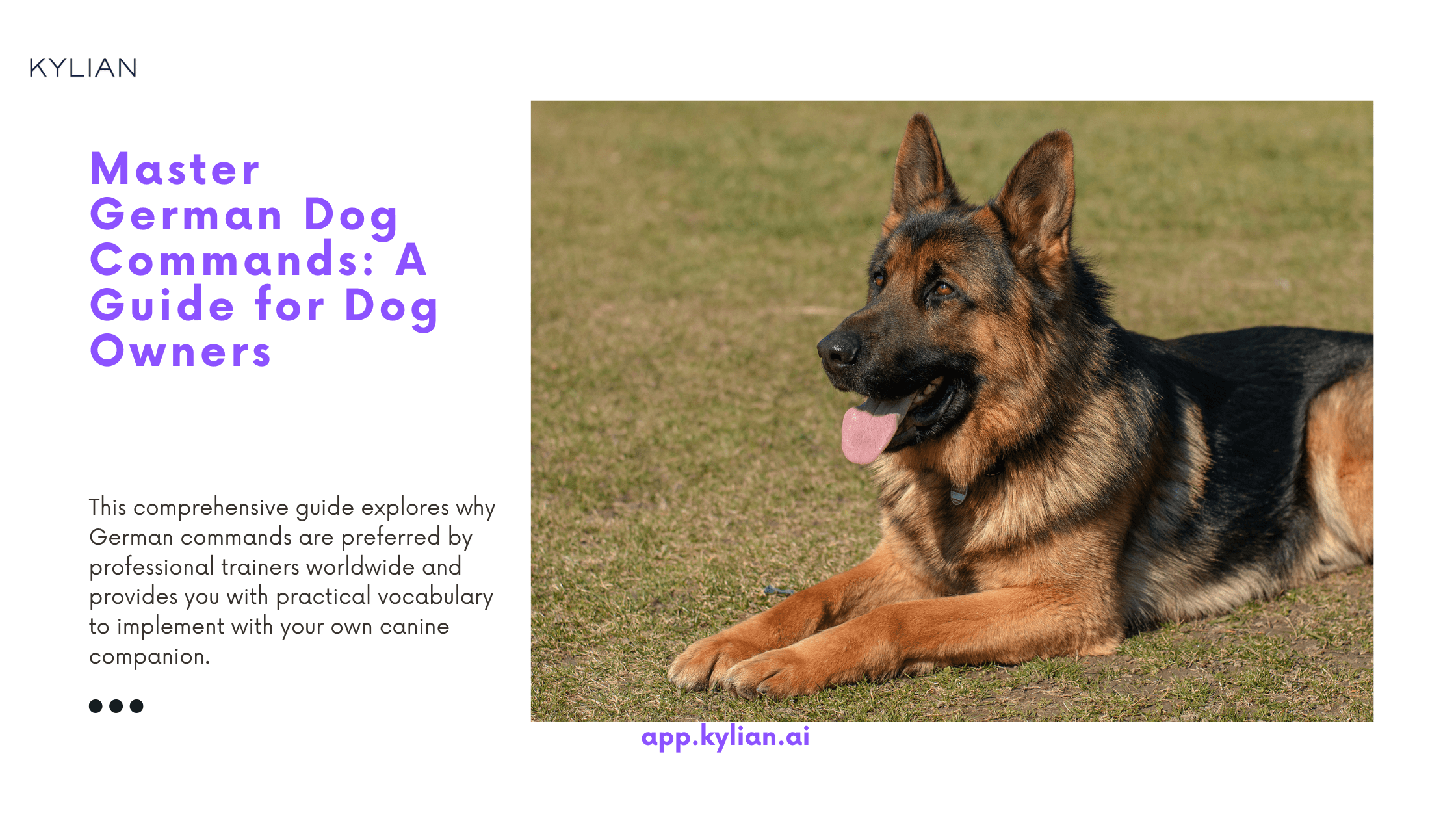 Master German Dog Commands: A Guide for Dog Owners