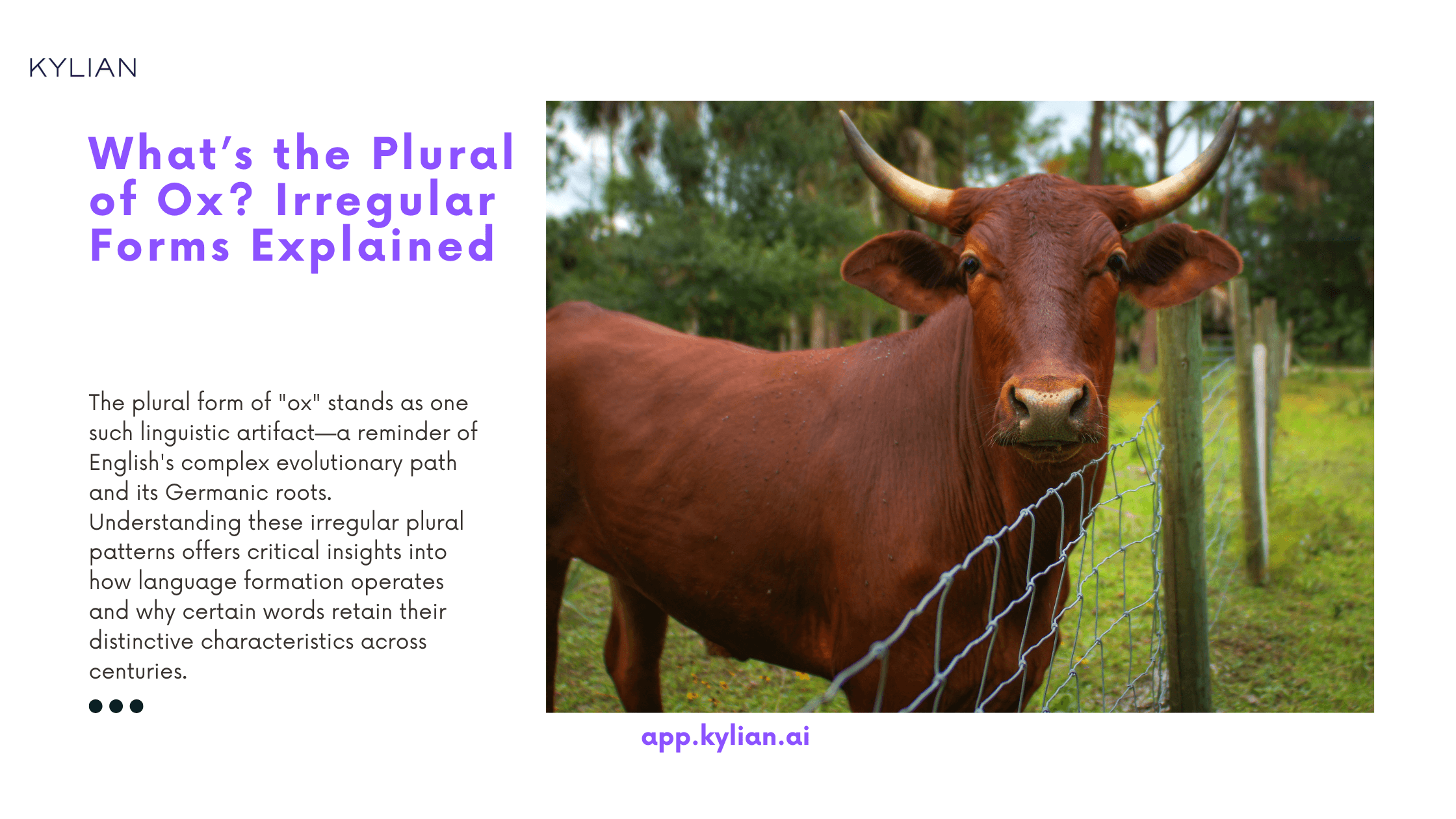 What’s the Plural of Ox? Irregular Forms Explained